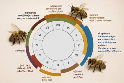Czeskojęzyczna infografika w formie rocznego koła kalendarza pszczelarskiego przedstawia zabiegi przeciw warrozie przypisane do kolejnych miesięcy, z rysunkami pszczół.