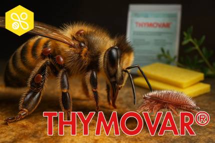 Zbliżenie pszczoły z widocznymi roztoczami Varroa obok żółtej płytki Thymovar i opakowania preparatu.