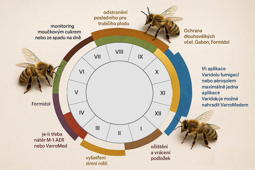 Czeskojęzyczna infografika w formie rocznego koła kalendarza pszczelarskiego przedstawia zabiegi przeciw warrozie przypisane do kolejnych miesięcy, z rysunkami pszczół.