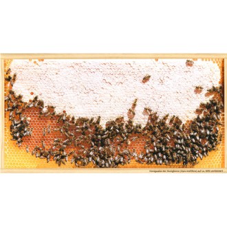 Pocztówka SIPA „Pełna plastra miodu”