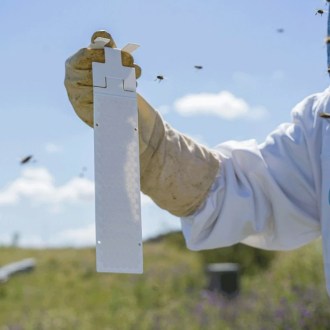 Calistrip Biox 6,44 g - 10 pasków