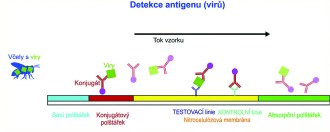FASTest BEE 3T – szybki test na wirusy pszczele (2 szt.)