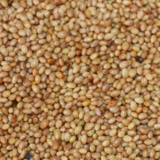 Wcielona koniczyna - 0,5 kg