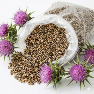 Ostropest plamisty - 0,5 kg