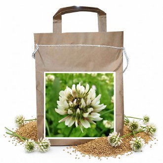 Koniczyna łąkowa SLAVOJ - 1 kg