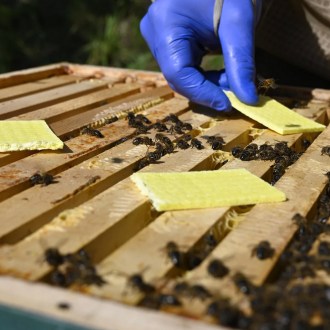 THYMOVAR Paski 2 x 5 szt.