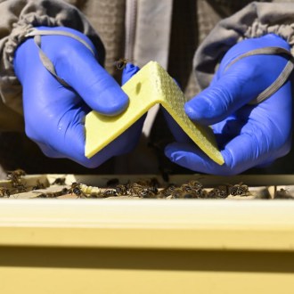 THYMOVAR Paski 2 x 5 szt.