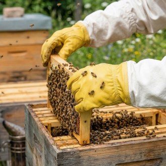 Rękawice skórzane żółte - S-XXL