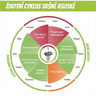 Pułapka na szerszenie azjatyckie VespaCatch