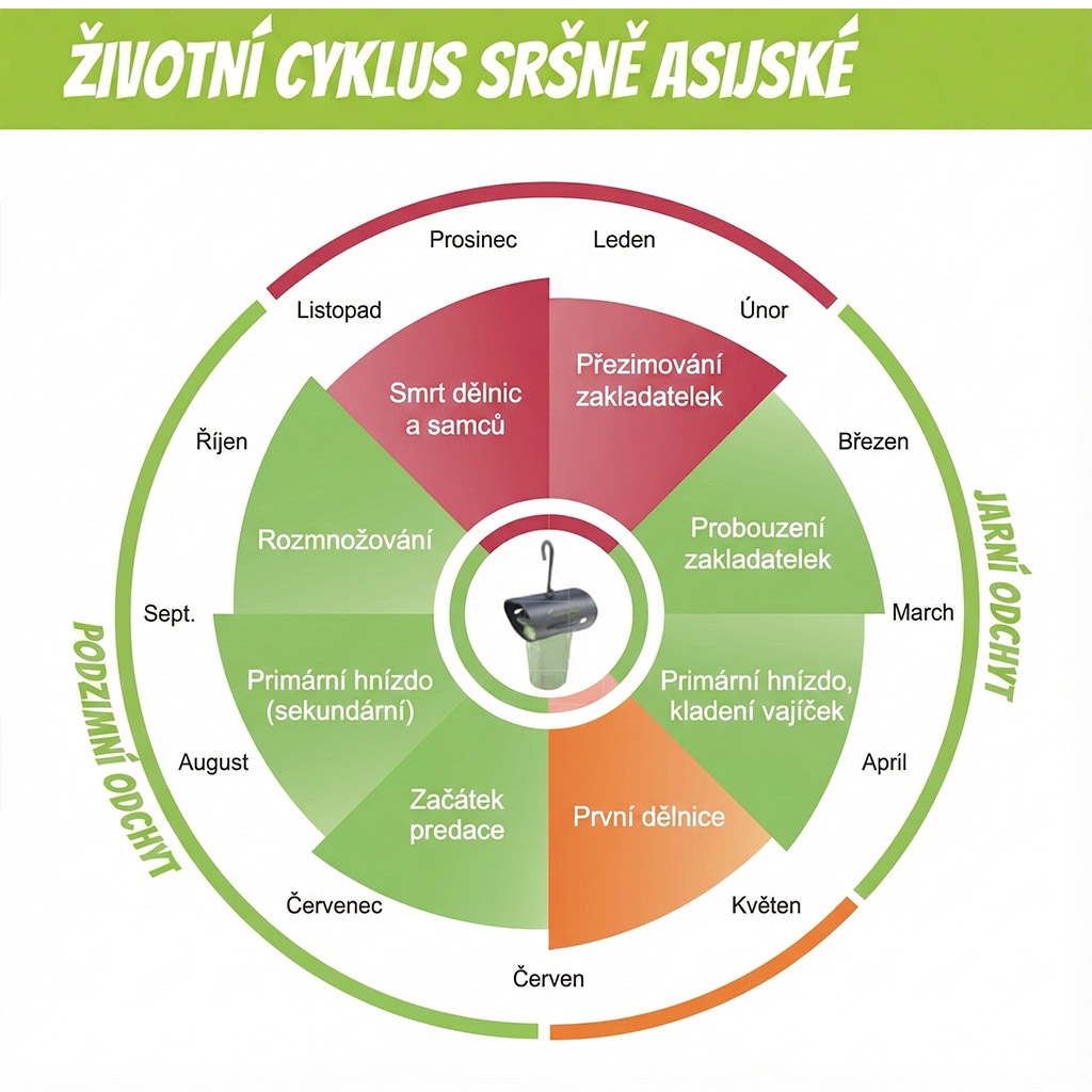 Pułapka na szerszenie azjatyckie VespaCatch